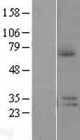 PRR14L Protein - Western validation with an anti-DDK antibody * L: Control HEK293 lysate R: Over-expression lysate