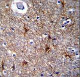 PRR16 Antibody - PRR16 Antibody immunohistochemistry of formalin-fixed and paraffin-embedded human brain tissue followed by peroxidase-conjugated secondary antibody and DAB staining.
