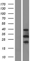PRR16 Protein - Western validation with an anti-DDK antibody * L: Control HEK293 lysate R: Over-expression lysate