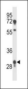PRR18 Antibody - PRR18 Antibody western blot of human placenta tissue lysates (35 ug/lane). The PRR18 antibody detected the PRR18 protein (arrow).