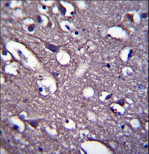 PRR18 Antibody - PRR18 Antibody immunohistochemistry of formalin-fixed and paraffin-embedded human brain tissue followed by peroxidase-conjugated secondary antibody and DAB staining.