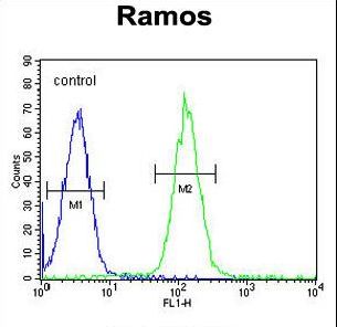 PRR22 Antibody - MGC24975 Antibody flow cytometry of Ramos cells (right histogram) compared to a negative control cell (left histogram). FITC-conjugated goat-anti-rabbit secondary antibodies were used for the analysis.