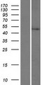 PRR30 Protein - Western validation with an anti-DDK antibody * L: Control HEK293 lysate R: Over-expression lysate