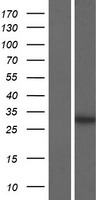 PRR32 / CXorf64 Protein - Western validation with an anti-DDK antibody * L: Control HEK293 lysate R: Over-expression lysate