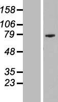 PRR35 / C16orf11 Protein - Western validation with an anti-DDK antibody * L: Control HEK293 lysate R: Over-expression lysate