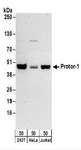 PRR5 Antibody - Detection of Human Protor-1 by Western Blot. Samples: Whole cell lysate (50 ug) from 293T, HeLa, and Jurkat cells. Antibodies: Affinity purified rabbit anti-Protor-1 antibody used for WB at 0.1 ug/ml. Detection: Chemiluminescence with an exposure time of 3 minutes.