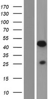 PRR5 Protein - Western validation with an anti-DDK antibody * L: Control HEK293 lysate R: Over-expression lysate