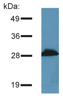 PRR7 Antibody - Detection of PRR7 / TRAP3 in murine brain lysate by Western blotting using the monoclonal antibody TRAP3/10.