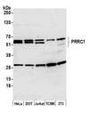 PRRC1 Antibody - Detection of human and mouse PRRC1 by western blot. Samples: Whole cell lysate (15 µg) from HeLa, HEK293T, Jurkat, mouse TCMK-1, and mouse NIH 3T3 cells prepared using NETN lysis buffer. Antibody: Affinity purified rabbit anti-PRRC1 antibody used for WB at 1:1000. Detection: Chemiluminescence with an exposure time of 3 minutes.