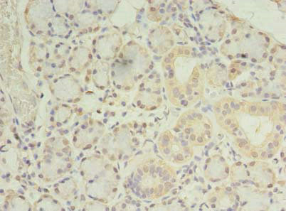 PRRC1 Antibody - Immunohistochemistry of paraffin-embedded human pancreatic tissue using PRRC1 Antibody at dilution of 1:100