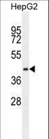 PRRT1 Antibody - PRRT1 Antibody western blot of HepG2 cell line lysates (35 ug/lane). The PRRT1 antibody detected the PRRT1 protein (arrow).