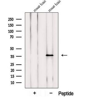 PRRT1 Antibody