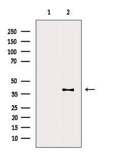 PRRT1 Antibody