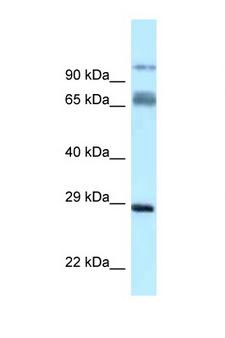 PRRT1 Antibody - PRRT1 antibody Western blot of Rat Lung lysate. Antibody concentration 1 ug/ml.  This image was taken for the unconjugated form of this product. Other forms have not been tested.