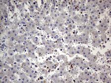 PRRT2 Antibody - Immunohistochemical staining of paraffin-embedded Human embryonic liver tissue within the normal limits using anti-PRRT2 mouse monoclonal antibody.This figure shows negative staining. (Heat-induced epitope retrieval by 1mM EDTA in 10mM Tris buffer. (pH8.5) at 120 oC for 3 min. (1:150)(1:2000)