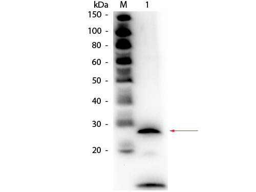 PRSS1 / Trypsin Antibody - Western Blot of rabbit anti-Trypsin Antibody Biotin Conjugated. Lane 1: Trypsin. Load: 50 ng per lane. Primary antibody: Rabbit anti-Trypsin Antibody Biotin Conjugated at 1:1,000 overnight at 4°C. Secondary antibody: HRP streptavidin secondary antibody at 1:40,000 for 30 min at RT. Block: MB-070 for 30 minutes at RT. Predicted/Observed size: 26 kDa, 26 kDa for Trypsin. Other band(s): autocatalytic fragment of Trypsin, ~10 kDa.