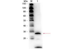 PRSS1 / Trypsin Antibody - Western Blot of Rabbit anti-Trypsin Antibody Biotin Conjugated. Lane 1: Trypsin. Load: 50 ng per lane. Primary antibody: Rabbit anti-Trypsin Antibody Biotin Conjugated at 1:1,000 overnight at 4°C. Secondary antibody: HRP streptavidin secondary antibody at 1:40,000 for 30 min at RT.