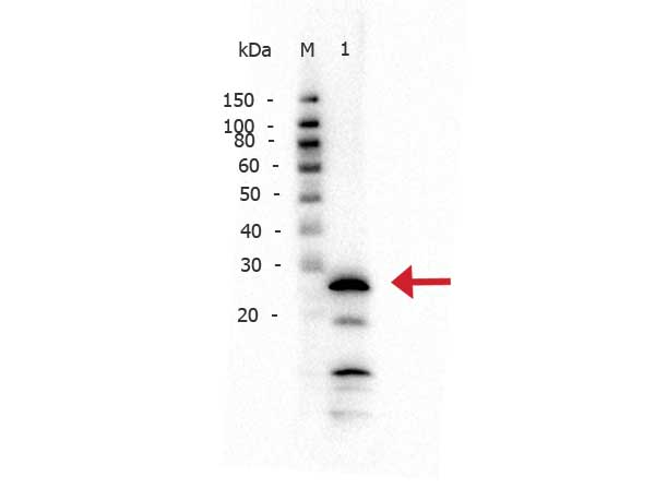 PRSS1 / Trypsin Antibody - Western Blot of rabbit anti-Trypsin antibody. Lane 1: Trypsin (Bovine). Load: 50 ng per lane. Primary antibody: Trypsin antibody at 1:1,000 overnight at 4°C. Secondary antibody: Peroxidase rabbit secondary antibody at 1:40,000 for 30 min at RT. Block: Blocking Buffer for Fluorescent Western Blotting for 30 min at RT. Predicted/Observed size: 25 kDa for Trypsin. Other band(s): Low molecular weight bands could correspond to autocatalytic fragments.