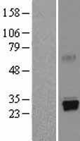 PRSS1 / Trypsin Protein - Western validation with an anti-DDK antibody * L: Control HEK293 lysate R: Over-expression lysate