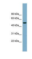 PRSS16 Antibody - PRSS16 antibody Western blot of Fetal Kidney lysate. This image was taken for the unconjugated form of this product. Other forms have not been tested.