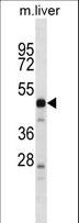 PRSS16 Antibody - PRSS16 Antibody western blot of mouse liver tissue lysates (35 ug/lane). The PRSS16 antibody detected the PRSS16 protein (arrow).