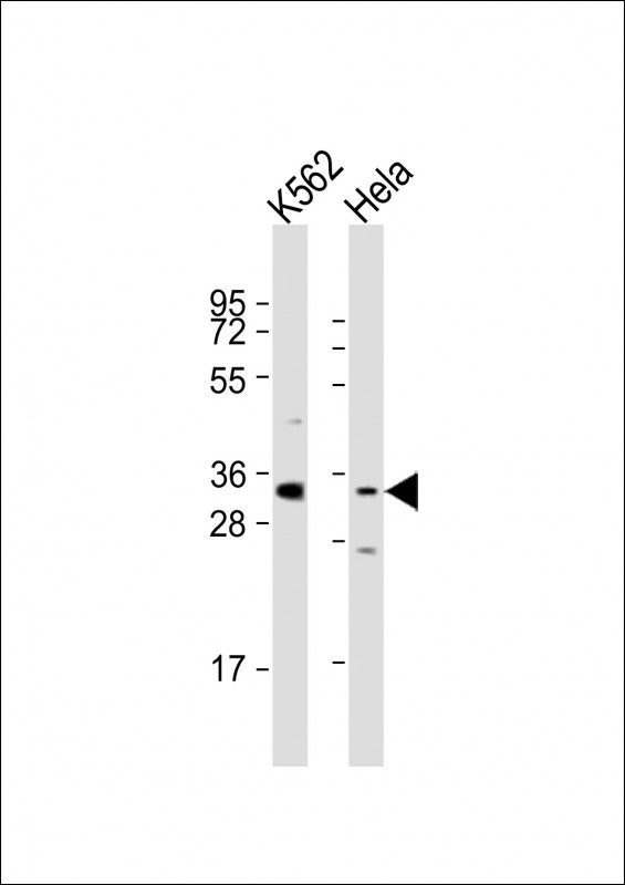PRSS21 / Testisin Antibody - All lanes: Anti-PRSS21 Antibody (N-Term) at 1:1000-1:2000 dilution. Lane 1: K562 whole cell lysates. Lane 2: HeLa whole cell lysates Lysates/proteins at 20 ug per lane. Secondary Goat Anti-Rabbit IgG, (H+L), Peroxidase conjugated at 1:10000 dilution. Predicted band size: 35 kDa. Blocking/Dilution buffer: 5% NFDM/TBST.