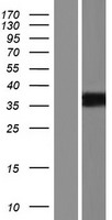PRSS21 / Testisin Protein - Western validation with an anti-DDK antibody * L: Control HEK293 lysate R: Over-expression lysate