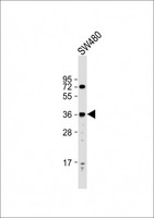 PRSS23 Antibody - Anti-PRSS23 Antibody (Center) at 1:2000 dilution + SW480 whole cell lysate Lysates/proteins at 20 ug per lane. Secondary Goat Anti-Rabbit IgG, (H+L), Peroxidase conjugated at 1:10000 dilution. Predicted band size: 43 kDa. Blocking/Dilution buffer: 5% NFDM/TBST.