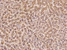 PRSS23 Antibody - Immunochemical staining of human PRSS23 in human liver with rabbit polyclonal antibody at 1:100 dilution, formalin-fixed paraffin embedded sections.