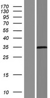PRSS3 / Trypsin 3 Protein - Western validation with an anti-DDK antibody * L: Control HEK293 lysate R: Over-expression lysate