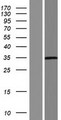 PRSS3 / Trypsin 3 Protein - Western validation with an anti-DDK antibody * L: Control HEK293 lysate R: Over-expression lysate