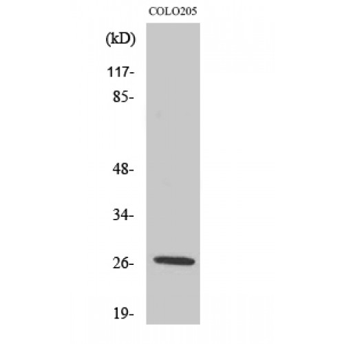 PRSS33 Antibody - Western blot of PRSS33 antibody
