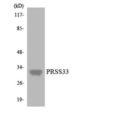 PRSS33 Antibody - Western blot analysis of the lysates from HT-29 cells using PRSS33 antibody.