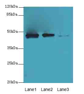 PRSS35 Antibody - Western blot. All lanes: PRSS35 antibody at 0.2 ug/ml. Lane 1: PC-3 whole cell lysate. Lane 2: NIH/3T3 whole cell lysate. Lane 3: Mouse stomach tissue. Secondary Goat polyclonal to Rabbit IgG at 1:10000 dilution. Predicted band size: 47 kDa. Observed band size: 47 kDa.