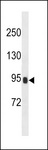 PRSS36 Antibody - PRSS36 Antibody western blot of NCI-H292 cell line lysates (35 ug/lane). The PRSS36 antibody detected the PRSS36 protein (arrow).