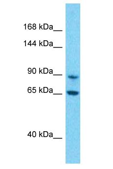 PRSS36 Antibody - PRSS36 antibody Western Blot of 293T. Antibody dilution: 1 ug/ml.  This image was taken for the unconjugated form of this product. Other forms have not been tested.