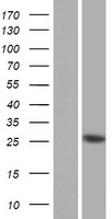 PRSS37 Protein - Western validation with an anti-DDK antibody * L: Control HEK293 lysate R: Over-expression lysate