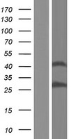 PRSS37 Protein - Western validation with an anti-DDK antibody * L: Control HEK293 lysate R: Over-expression lysate