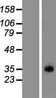 PRSS38 Protein - Western validation with an anti-DDK antibody * L: Control HEK293 lysate R: Over-expression lysate