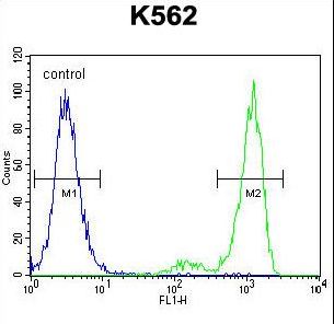 PRSS48 / ESSPL Antibody - ESSPL Antibody flow cytometry of K562 cells (right histogram) compared to a negative control cell (left histogram). FITC-conjugated goat-anti-rabbit secondary antibodies were used for the analysis.