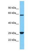 PRSS53 Antibody - PRSS53 antibody Western Blot of HeLa. Antibody dilution: 1 ug/ml.  This image was taken for the unconjugated form of this product. Other forms have not been tested.