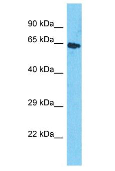 PRSS53 Antibody - PRSS53 antibody Western Blot of HepG2. Antibody dilution: 1 ug/ml.  This image was taken for the unconjugated form of this product. Other forms have not been tested.