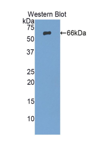 PRSS8 / Prostasin Antibody - Western blot of recombinant PRSS8 / Prostasin.  This image was taken for the unconjugated form of this product. Other forms have not been tested.
