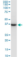 PRSS8 / Prostasin Antibody - PRSS8 monoclonal antibody (M11A), clone 3C4. Western Blot analysis of PRSS8 expression in Raw 264.7.