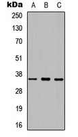 PRSS8 / Prostasin Antibody - Western blot analysis of Prostasin HC expression in HEK293T (A); Raw264.7 (B); PC12 (C) whole cell lysates.