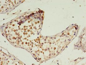 PRTFDC1 / HHGP Antibody - Immunohistochemistry of paraffin-embedded human testis using antibody at 1:100 dilution.  This image was taken for the unconjugated form of this product. Other forms have not been tested.