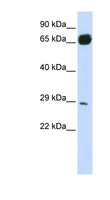 PRTFDC1 / HHGP Antibody - PRTFDC1 antibody Western blot of 293T cell lysate. This image was taken for the unconjugated form of this product. Other forms have not been tested.