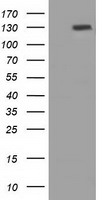 PRTG Antibody - HEK293T cells were transfected with the pCMV6-ENTRY control (Left lane) or pCMV6-ENTRY PRTG (Right lane) cDNA for 48 hrs and lysed. Equivalent amounts of cell lysates (5 ug per lane) were separated by SDS-PAGE and immunoblotted with anti-PRTG.