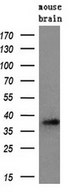 PRTN3 / Myeloblastin Antibody - Western blot analysis of extracts. (10ug) from a mouse tissue by using anti-PRTN3 monoclonal antibody. (1:200)