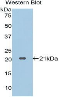 PRTN3 / Myeloblastin Antibody - Western blot of recombinant Proteinase 3 / PRTN3.  This image was taken for the unconjugated form of this product. Other forms have not been tested.